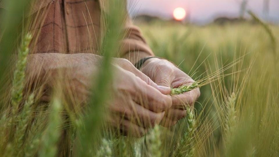 A person examines a stalk of wheat in a field at sunset.